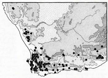 Distribution map of Leysera gnaphalodes