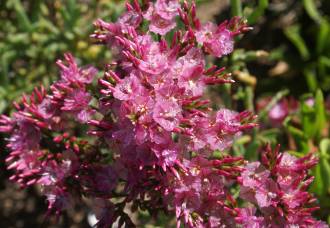 Limonium peregrinum flowers