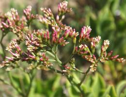 Limonium peregrinum in bud