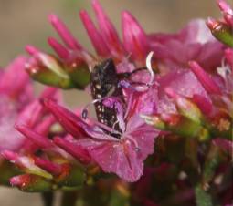 Pollinator on flowers of Limonium peregrinum