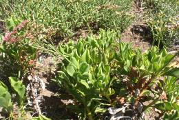 Limonium peregrinum habit