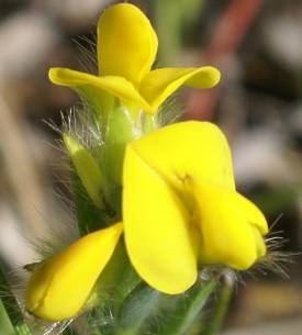 Liparia angustifolia flowers