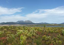 Liparia angustifolia habitat