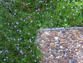 Lobelia anceps growing around stepping stone