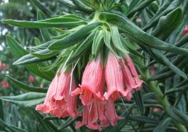 Lobostemon belliformis inflorescence