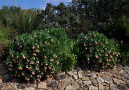 Lobostemon belliformis growing at Kirstenbosch