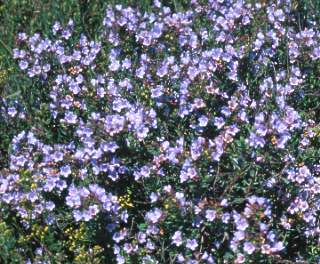 Flourishing beside the West Coast Rd