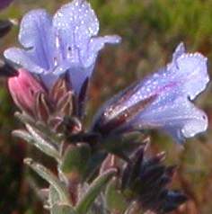 Pink buds and young  stems and  on flower reverse