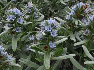 Lobostemon montanus shrub