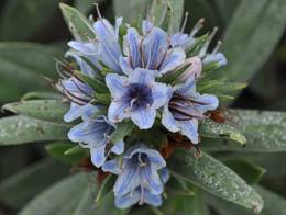 Lobostemon montanus flowers