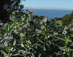 Lobostemon montanus growing above Kalk Bay