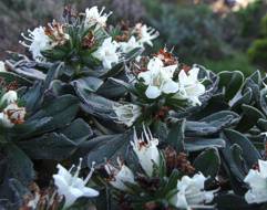 White variety of Lobostemon montanus