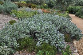 Lobostemon montanus growing at Kirstenbosch