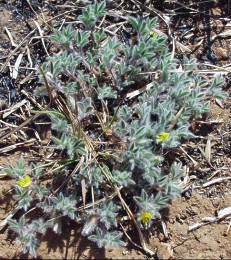 Lotononis calycina herb