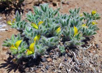 Lotononis calycina herb