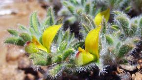 Lotononis calycina flowers and foliage