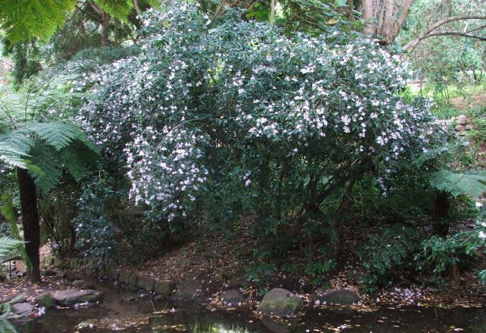 Mackaya bella, growing in Kirstenbosch. 