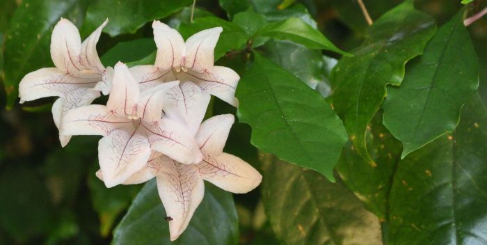 Mackaya bella, flowers and leaves.