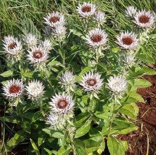 Macledium zeyher plants