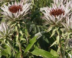 Macledium zeyher flower heads