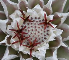 Macledium zeyher flower head