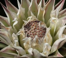 Macledium zeyher flower head