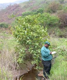 Maesa lanceolata  beside stream