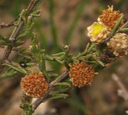 Marasmodes undulata dried florets