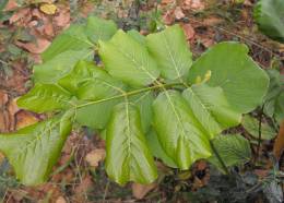 Millettia stuhlmannii sucker