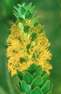 Flowering stem