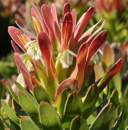 Mimetes fimbriifolius flower heads