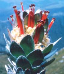 Flowerhead of Mimetes hottentoticus