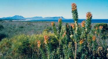 Growing in habitat