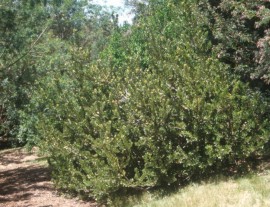 Bush of M.caffra at Kirstenbosch