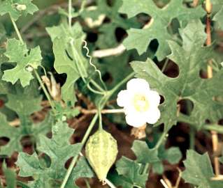 Flowers and green fruit