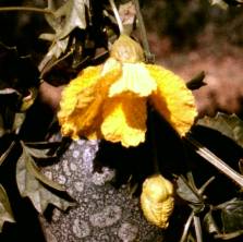 Flowers of Momordica cardiopermoides