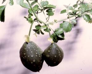 Green fruits and leaves