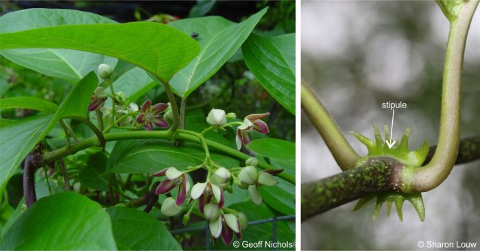 Inflorescence LEFT and RIGHT stem and leaf petioles showing the toothed stipule