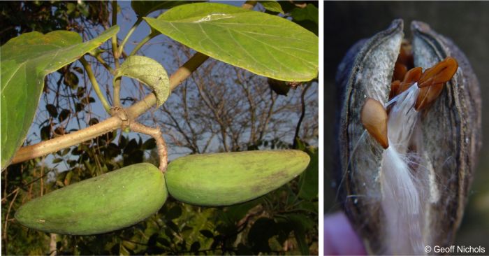 Fruits LEFT and seeds RIGHT