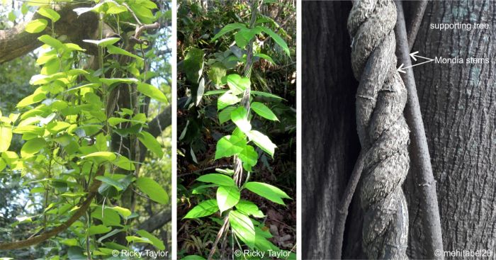 Twining stems and leaves, stems become thick and woody with age