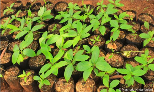 Mondia whitei seedlings