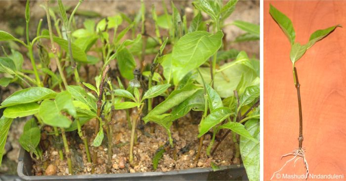 Mondia whitei cuttings