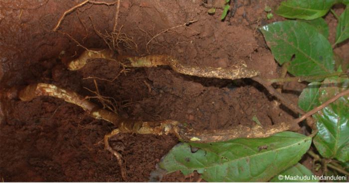 Root exposed on young Mondia whitei plants