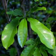 Leaves