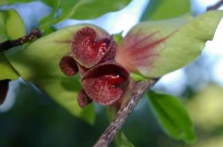 Leaves and flower