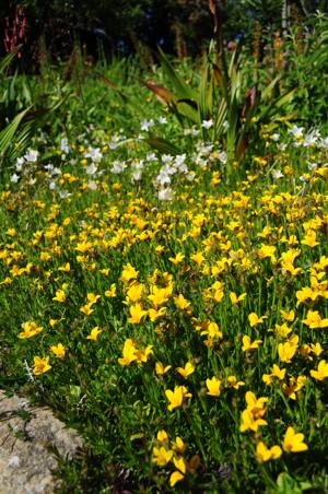 Growing at Kirstenbosch