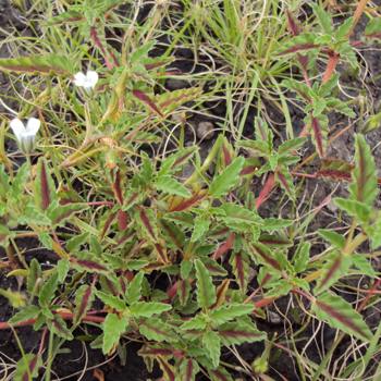 Leaves and stems. Form with white flowers. 