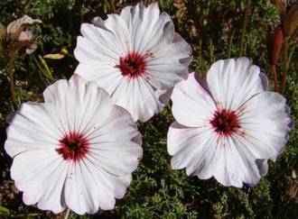 Monsonia speciosa flowers