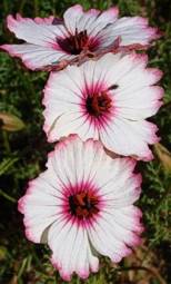 Monsonia speciosa flowers