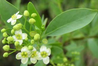 Montinia male flowers